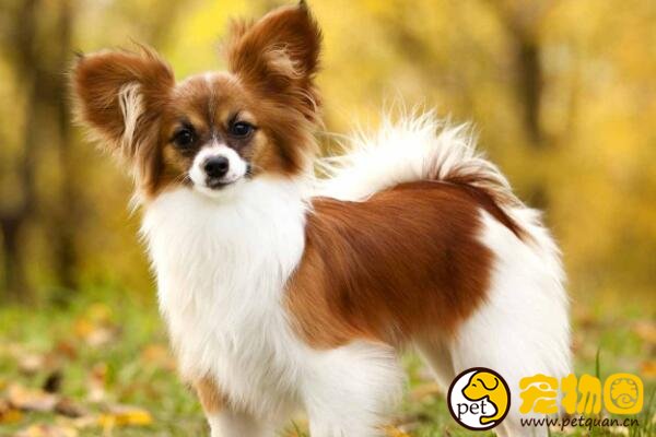 纯种蝴蝶犬价格不低于5000，耳朵像蝴蝶尾巴像松鼠