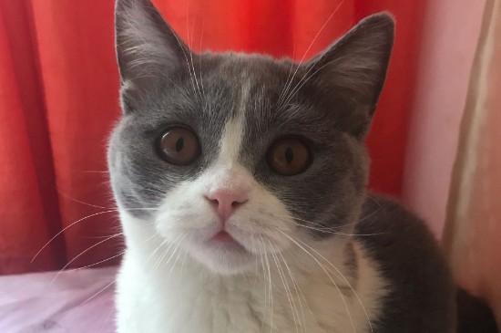 猫咪不吃猫粮只吃肉