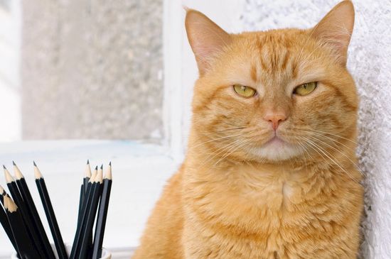猫一直发出震动的声音