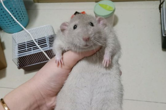 耐养便宜的小宠物