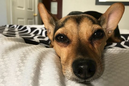 狗狗可以吃晕车药吗