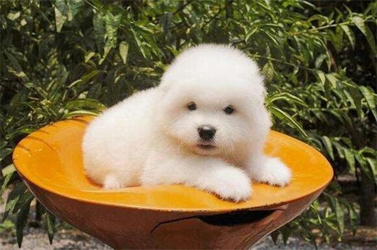 萨摩耶幼犬怎么养，饮食合理清洁卫生并定期接种疫苗