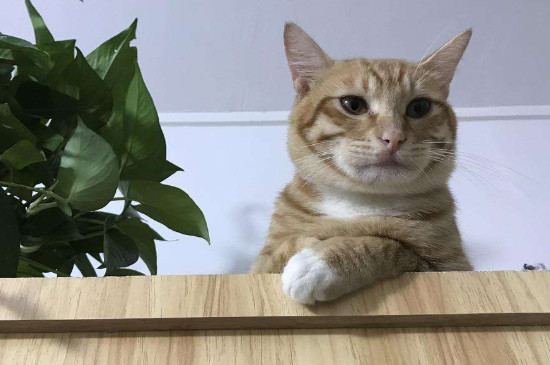 公猫一直叫个不停怎么办