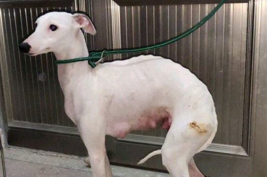 惠比特犬咬人吗