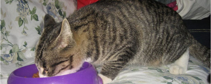猫每次只吃一点点