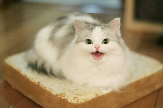 布偶猫认主人吗