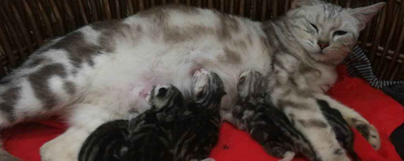 母猫多久退奶