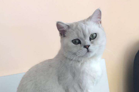 猫频繁喝水而且呕吐
