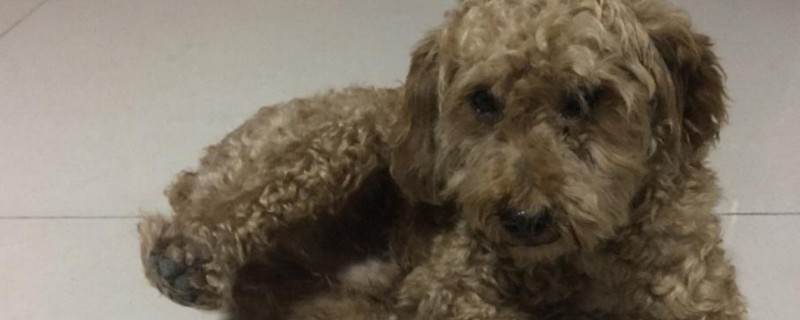 泰迪耳朵不长毛