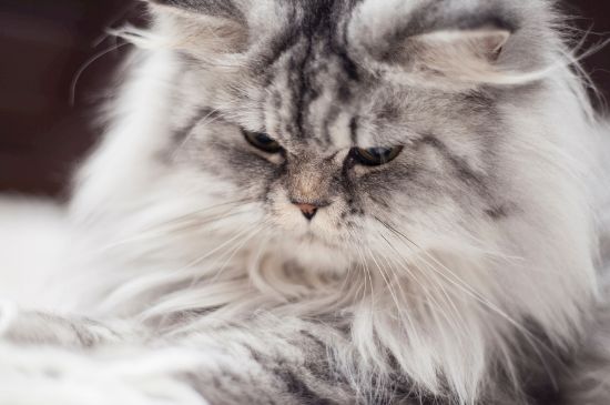 小猫身上有疙瘩像结痂