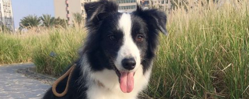 怎样训练边境牧羊犬