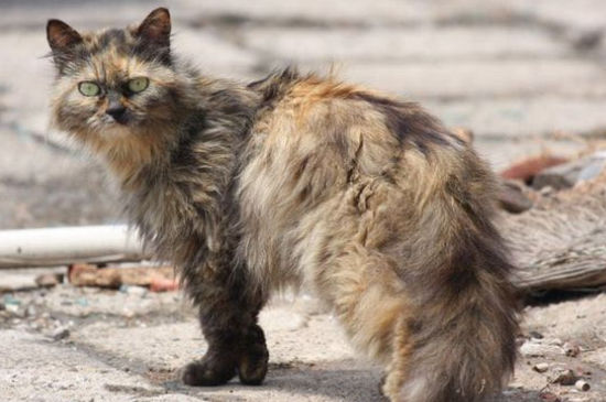流浪猫为什么要跟着人