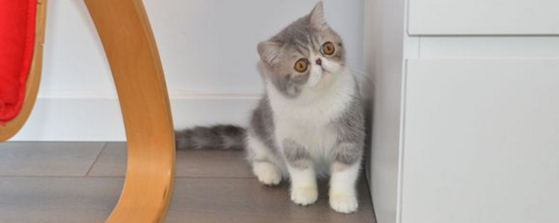 猫咪嗓子哑了叫不出声