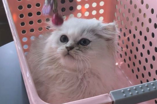 猫咪被打以后的心理