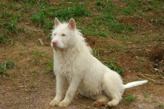 下司犬长毛还是短毛凶