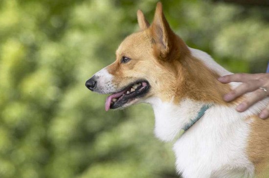 柯基犬对主人的忠诚度，3个技巧让柯基对你的服从性倍升