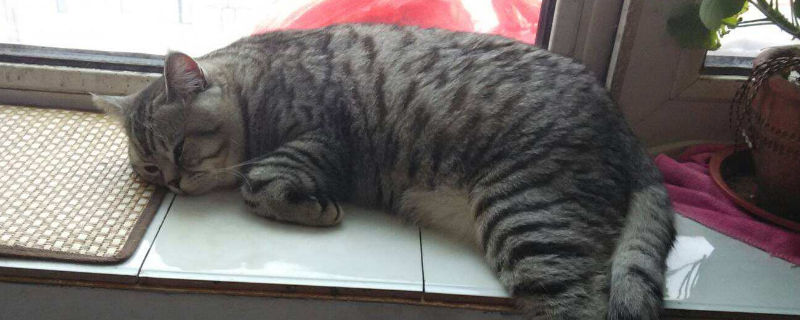 猫粪便堵在肛门口