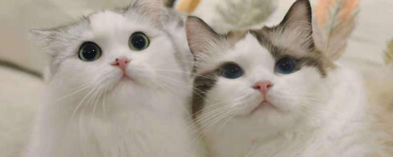 猫身上有黑色的颗粒