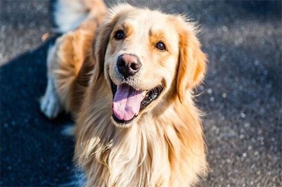 金毛犬皮肤病怎么治，剔除毛发配合涂药便能尽快恢复
