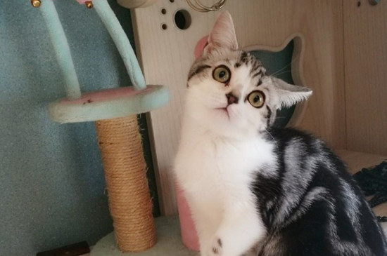 猫猫尿血怎么办
