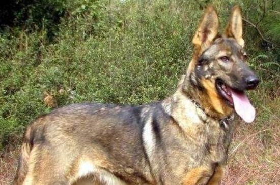 狼青吃什么立耳快，鸡蛋黄各种肉以及犬类保健品