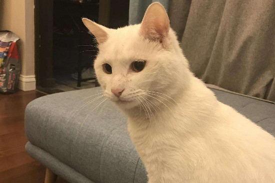 领养猫需要什么条件