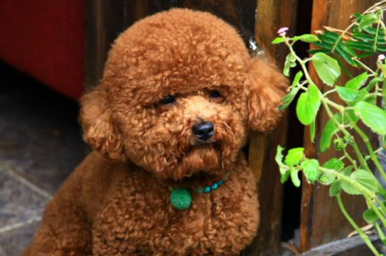 泰迪幼犬喂食标准