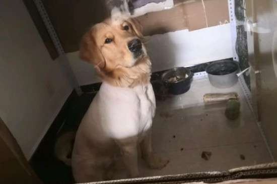 狗狗一边抽搐一边叫