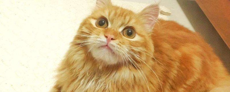 长毛猫几个月开始长毛，长毛猫多大开始爆毛