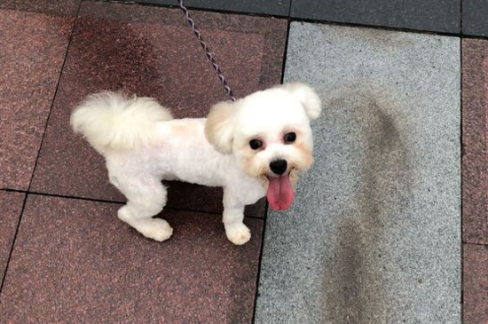 狗狗太活泼咬手怎么办