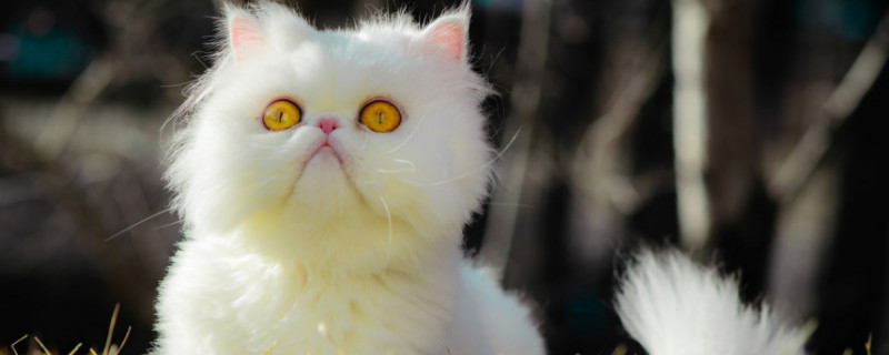 小猫抓伤出血有事吗