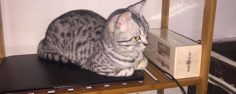 猫肚子里有虫子的表现