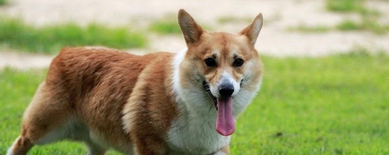 狗狗生产后怎么护理，狗狗生产后要注意什么