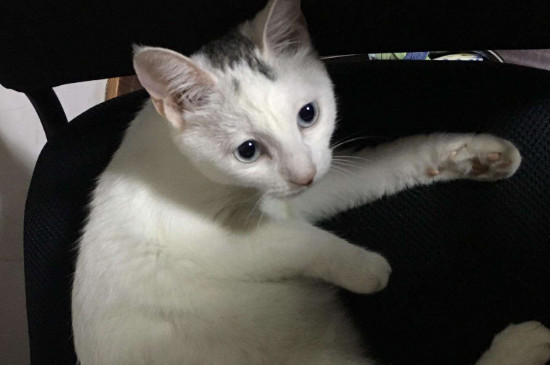 猫剪指甲剪到血线后果