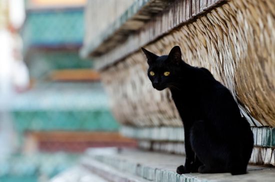 猫在猫砂盆边缘拉屎
