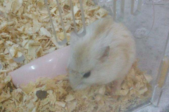 仓鼠可以吃枸杞吗
