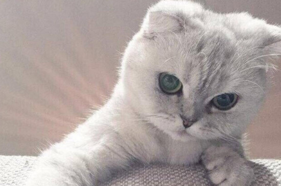 为什么不能打猫的头