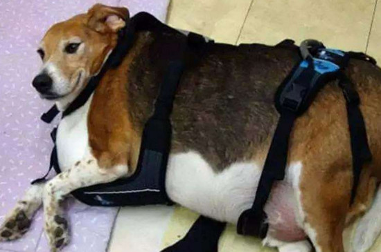 什么宠物狗不用吃狗粮