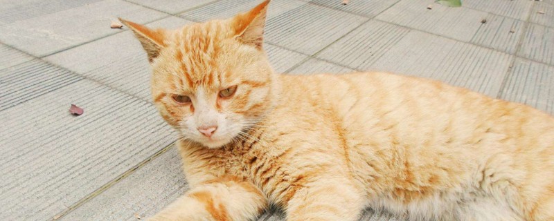 猫打过疫苗咬人有事吗