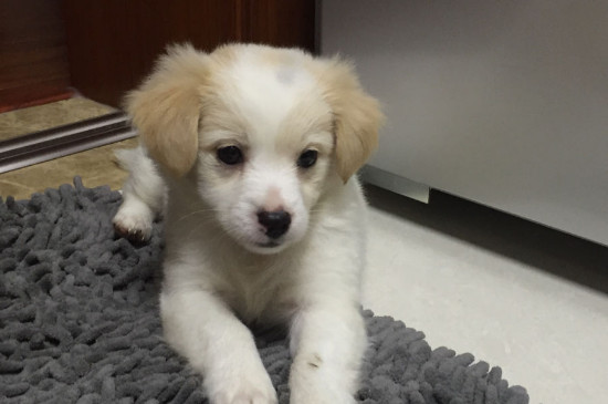 神经性犬瘟临死症状