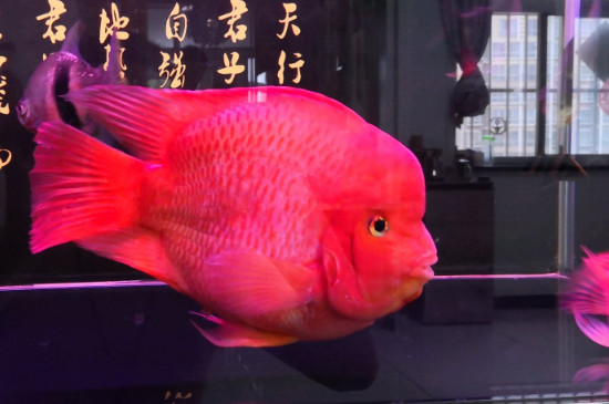 财神鱼和鹦鹉鱼的区别