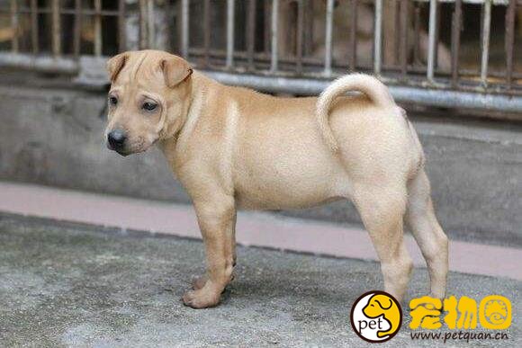 骨嘴沙皮犬才是真正的斗犬，而今却被肉沙取代
