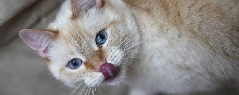 猫像狗一样吐舌头喘气