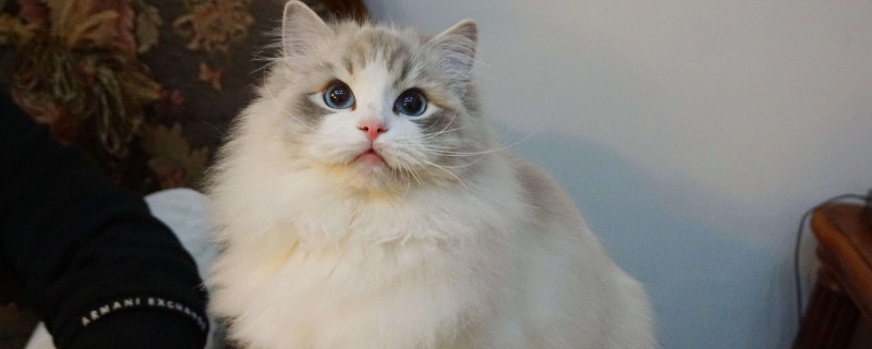 猫一年四季都脱毛吗