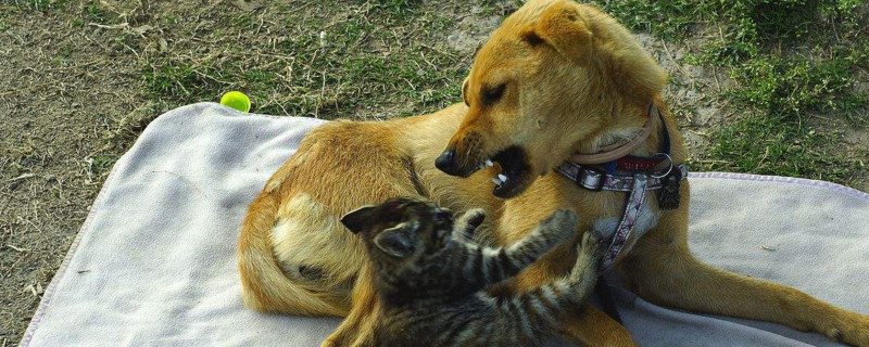 为什么狗能溜猫不能溜