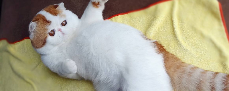 猫特别瘦能摸到骨头