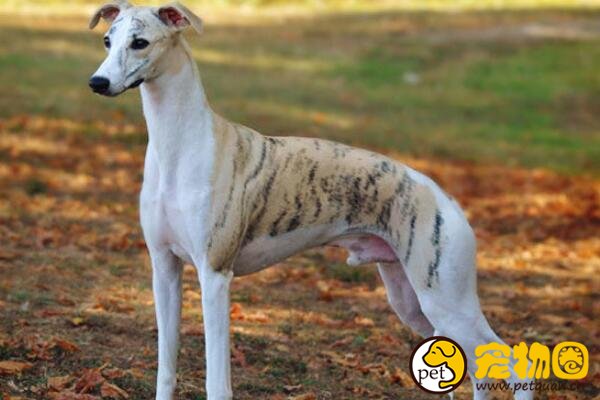 惠比特犬肌肉发达线条优美，家庭犬饲养的最佳选择之一