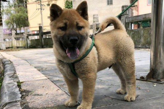 幼犬鼻子总是喷气