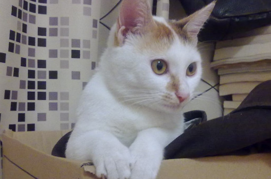 猫癣结痂了是好了吗