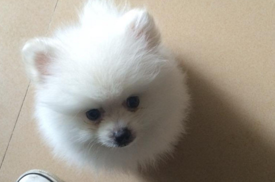 小狗打狂犬疫苗时间
